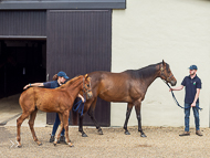 KS300622-86 - Cupboard Love & foal by Territories